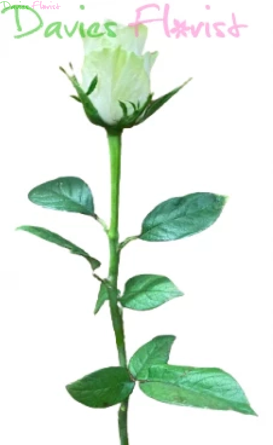 Single Small Rose