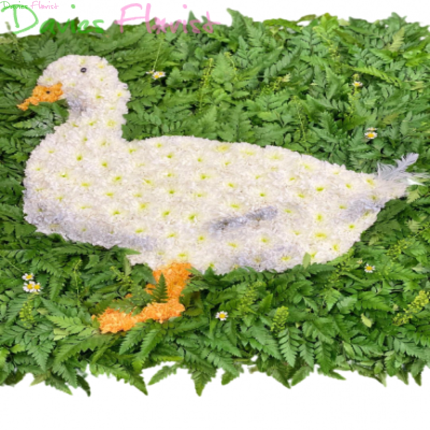 Duck