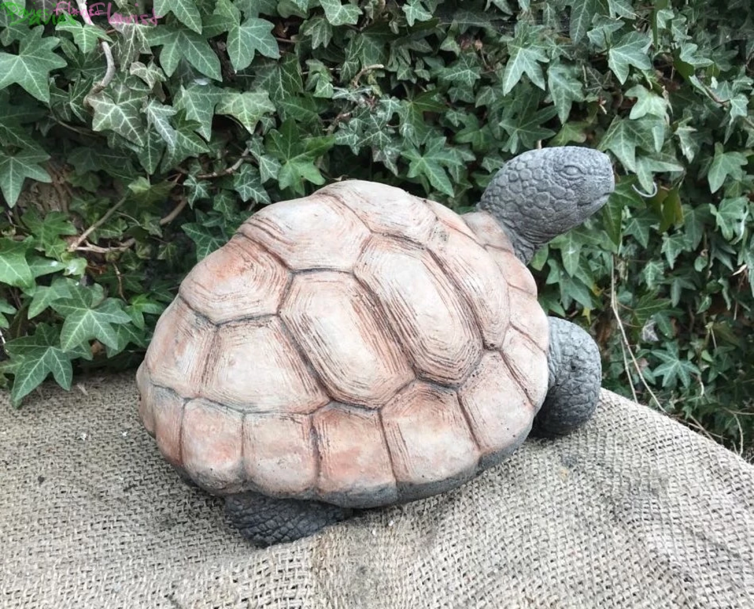 Large Tortoise