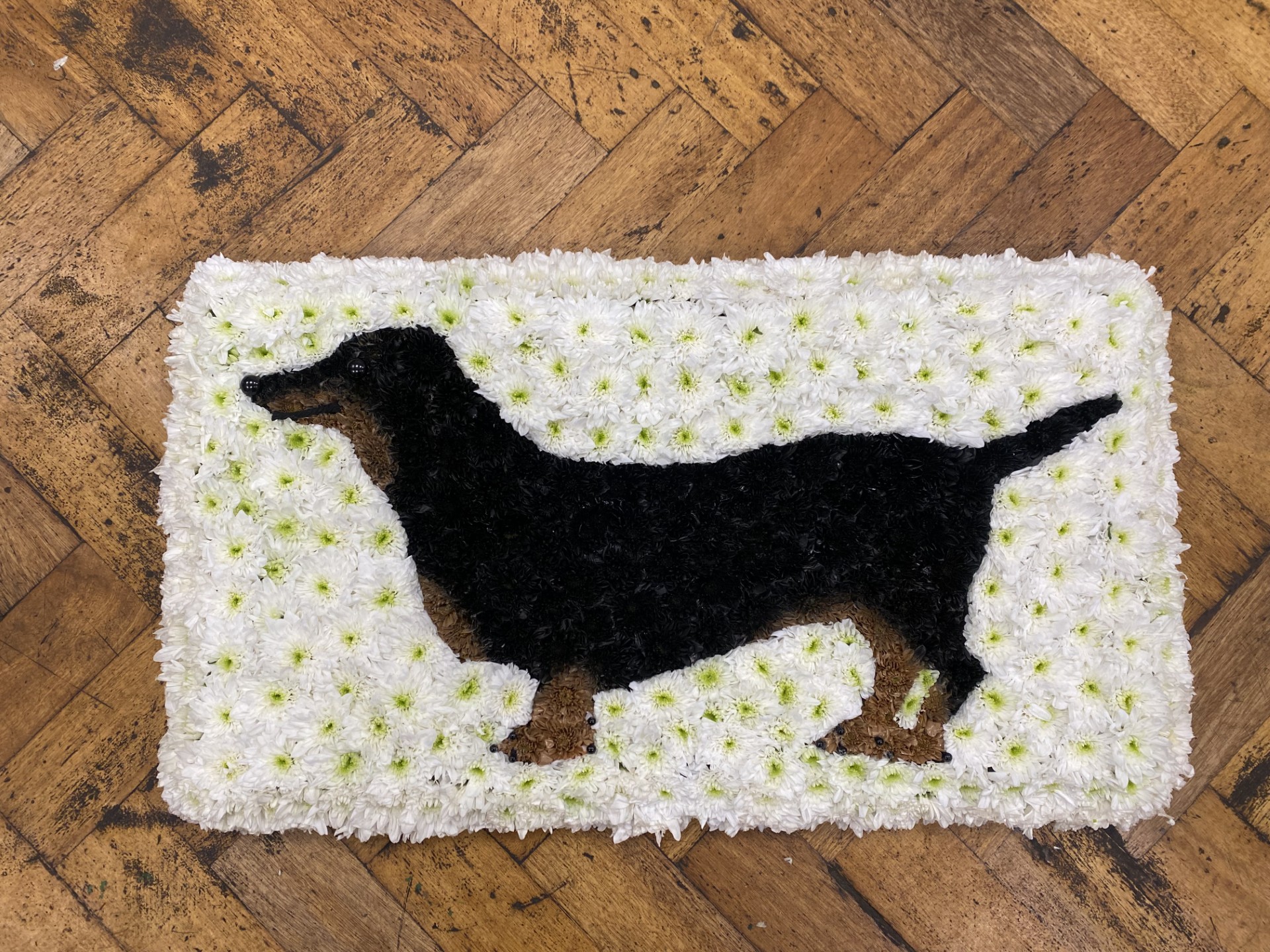 Dachshund